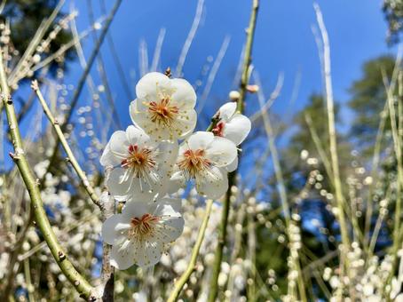 早春に咲く白梅 早春に咲く白梅 梅,ウメ,花の写真素材