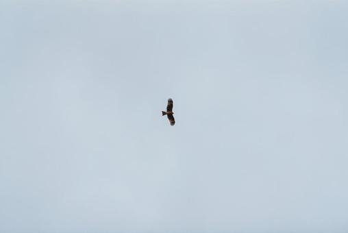 A black kite gracefully flying through the sky, JPG A black kite gracefully flying through the sky, JPG