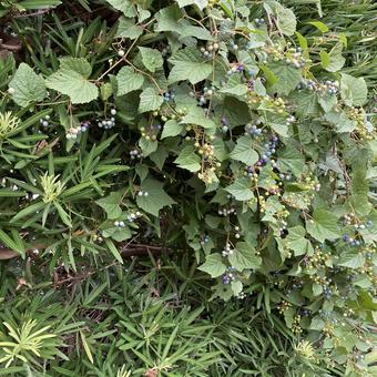 槙にカラフルな実 槙にカラフルな実 ノブドウ属,みどり,木の写真素材