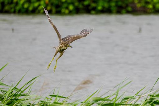 ホシゴイ(31)の写真