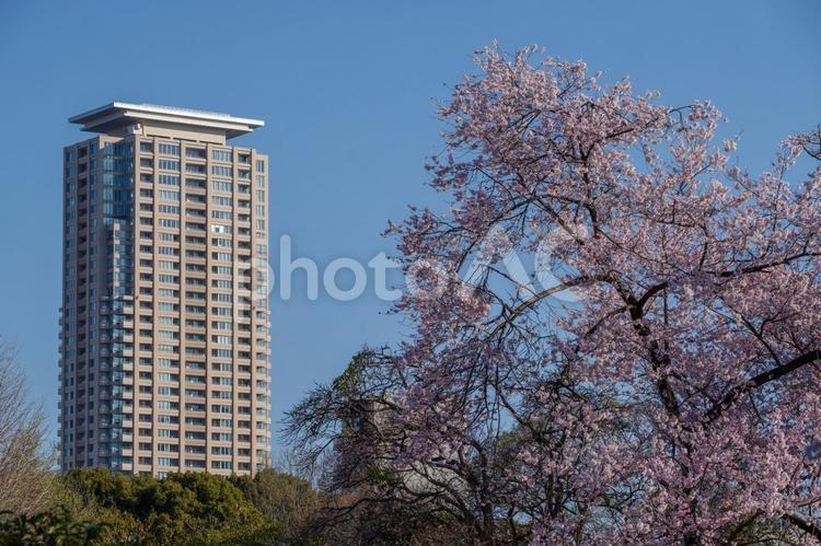 東京港区南青山2丁目の桜と街並 桜,散歩道,自然の写真素材