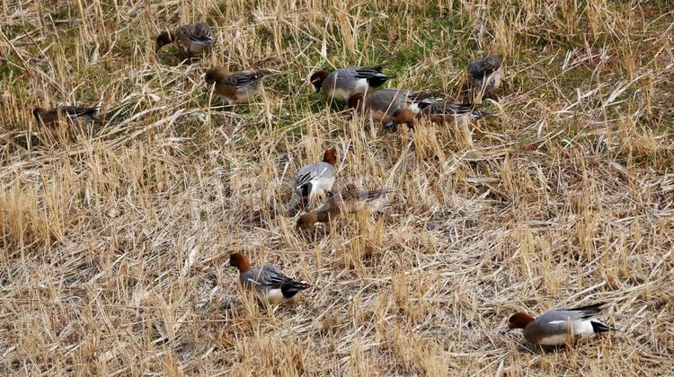 親水池の中島を集団でかっぽするヒドリガモ ヒドリガモ,鴨,渡り鳥の写真素材