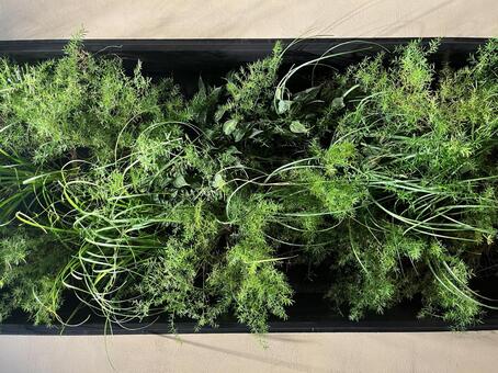 観葉植物 壁面グリーン,観葉植物,室内の写真素材