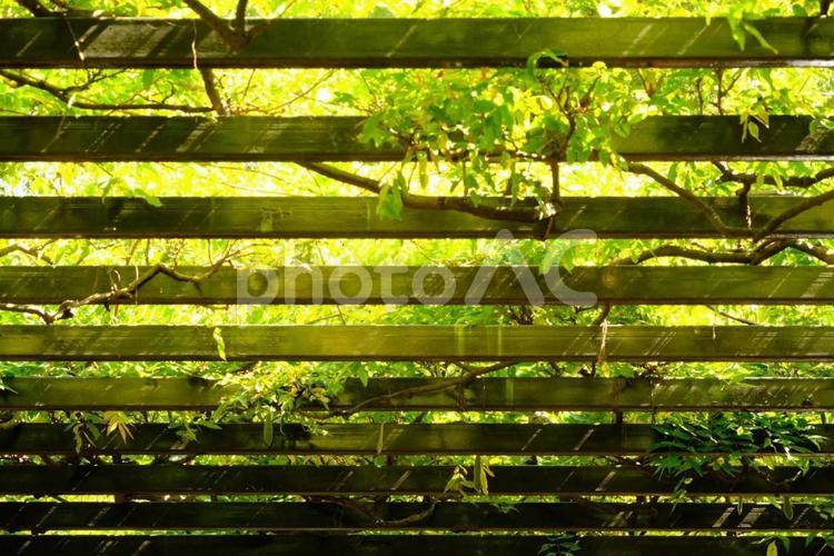 木漏れ日 緑,木漏れ日,光の写真素材