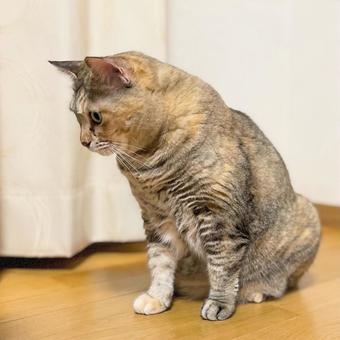 床を見つめるキジ猫 床を見つめるキジ猫 猫,キジ猫,キジトラの写真素材