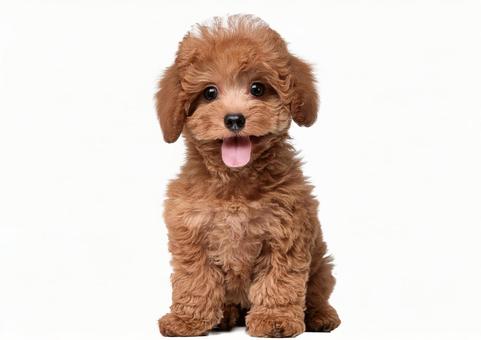 トイプードル犬 トイプードル犬の写真
