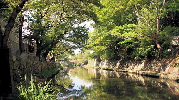 初秋の八幡堀粗沿いの桜の木 初秋の八幡堀粗沿いの桜の木の写真