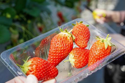 Strawberry Picking, JPG