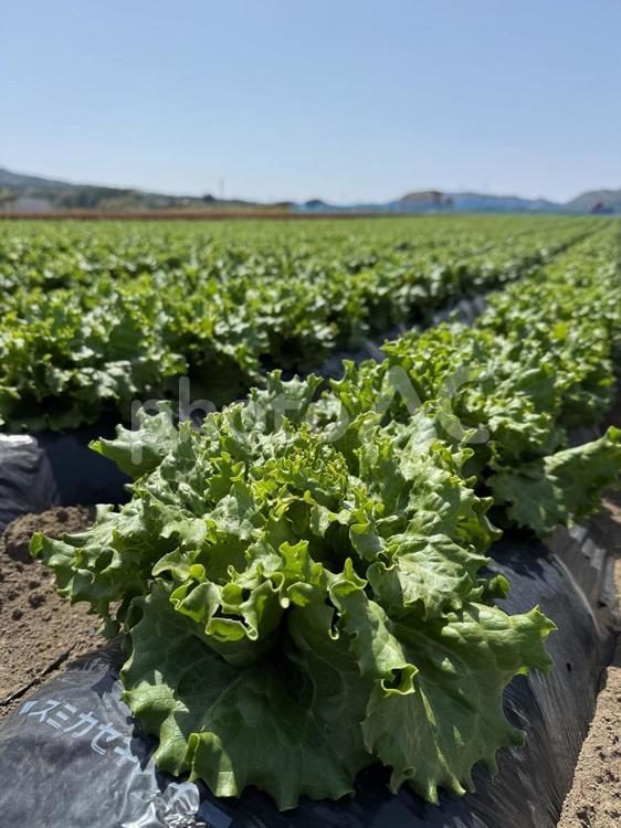 信州の春のレタス畑 レタス畑,レタス,野菜の写真素材