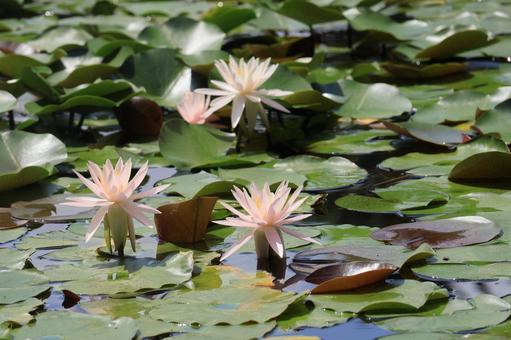 Pink water lily flower, JPG