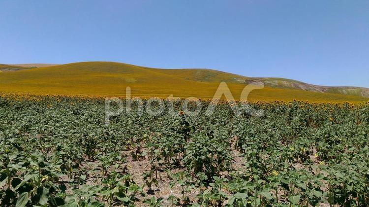 サンタ・クルスのひまわり ひまわり,ひまわり畑,サンタ・クルスの写真素材