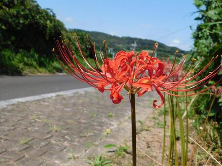 彼岸花 彼岸花の写真