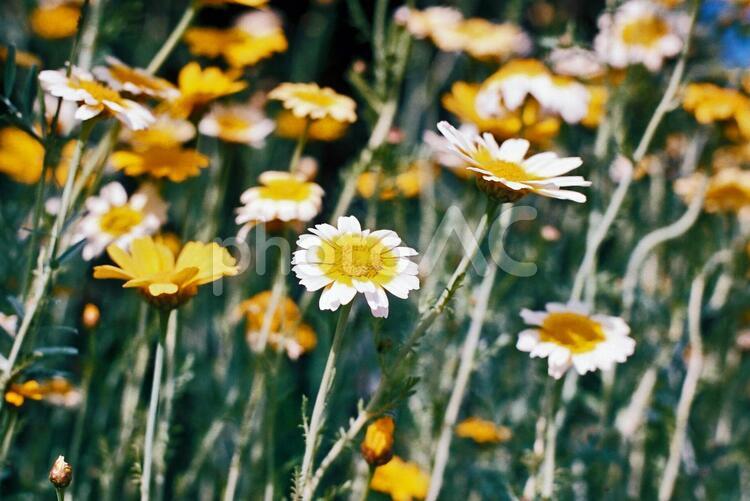 花のある景色 花,春,田舎の写真素材
