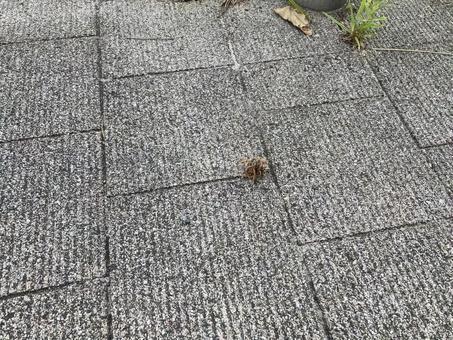 枯れ草(dry grass)の写真