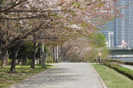 桜　河川敷　花見　春　新生活　素材　背景の写真