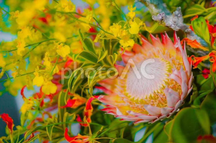 プロテアの花と黄色いランのアレンジメント プロテア,黄色いラン,アレンジメントの写真素材
