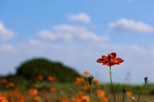 Photo, autumn cherry blossoms, cosmos, orange, 