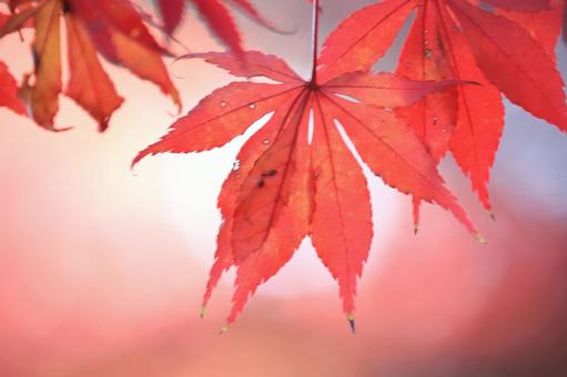 色づく紅葉 色づく紅葉の写真