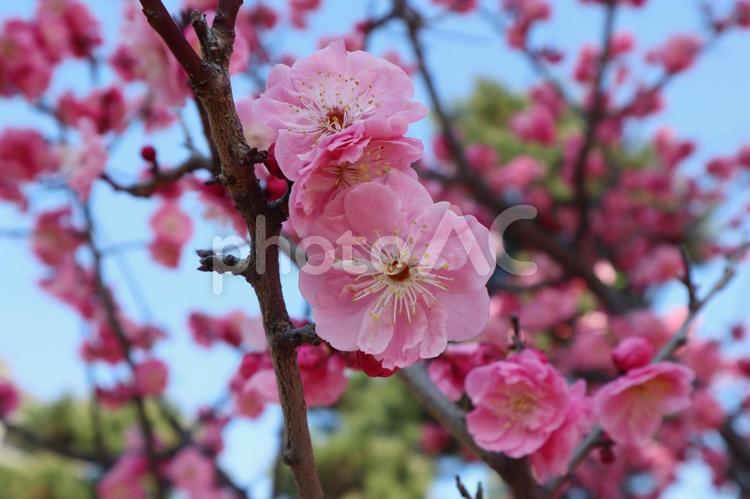 ピンクのウメの花 ウメ,ピンク,梅林の写真素材