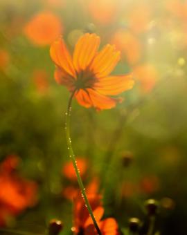 秋の花:キバナコスモス11 秋の花:キバナコスモス11の写真