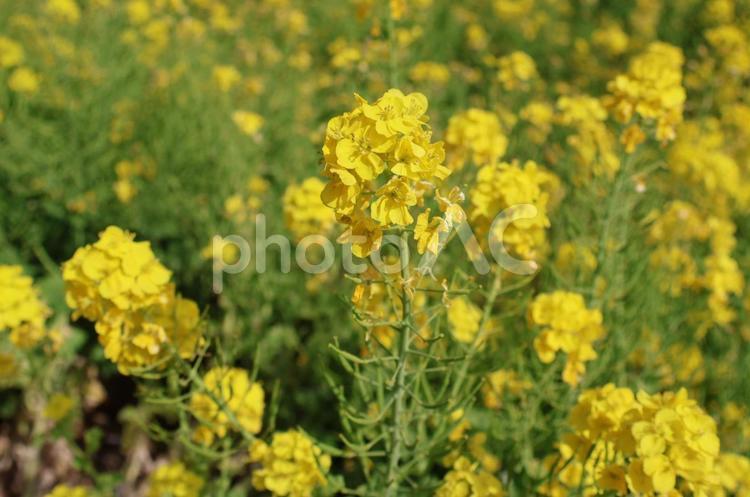 和光樹林公園の菜の花 菜の花,和光樹林公園,¿満開の写真素材