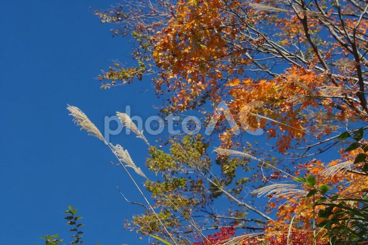 秋の植物と青空 カラフル,色とりどり,秋の写真素材