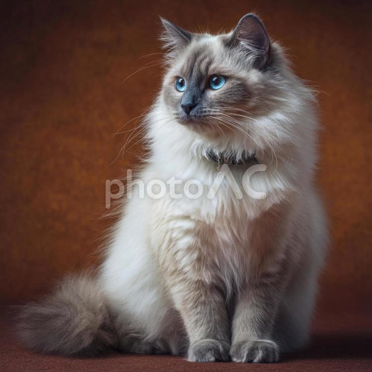 おすわりする白くてもふもふの猫 猫,白,動物の写真素材