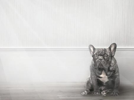 フレンチブルドッグ 留守番 フレンチブルドッグ 留守番 フレンチブルドッグ,可愛い,犬の写真素材