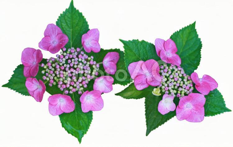 あじさいの花（白抜き） アジサイ,あじさい,アナベルの写真素材