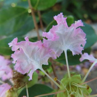 サルスベリ サルスベリの写真