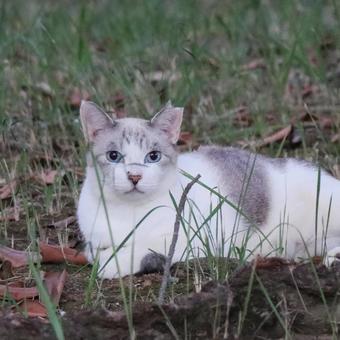 公園ネコ　沖縄県　那覇市の写真