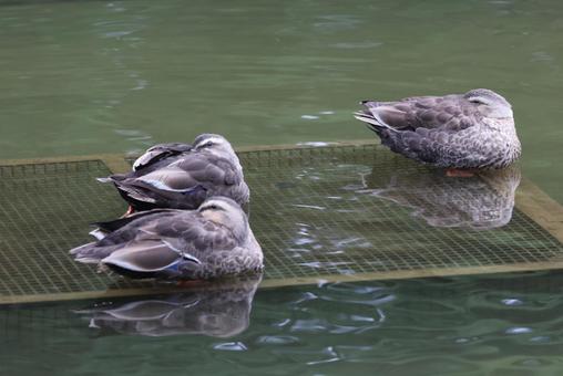 duck, JPG duck, JPG