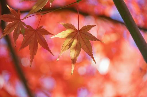秋の気配・色づく紅葉 秋の気配・色づく紅葉の写真