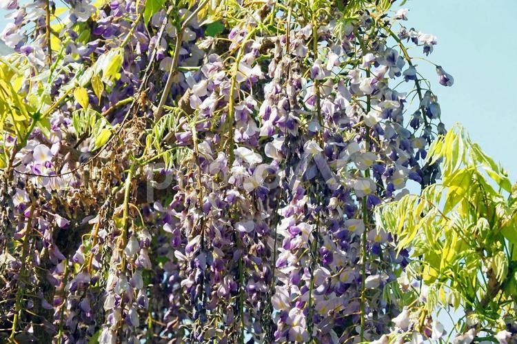 青空に溶け込みそうな藤の花 植物,藤,屋外の写真素材