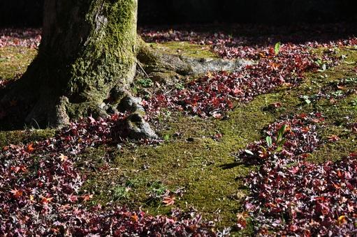 落ち葉・紅葉・秋のイメージ:背景素材テクスチャ 落ち葉・紅葉・秋のイメージ:背景素材テクスチャの写真
