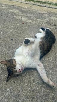 無防備に道の真ん中で寝ている猫　アップの写真