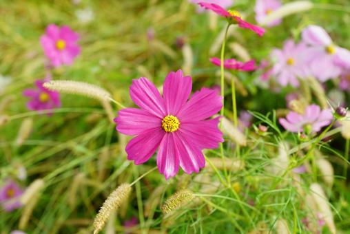 コスモス コスモス,秋,花の写真素材