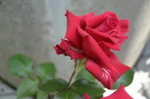 バラ園にて赤い薔薇を撮影しました バラ園にて赤い薔薇を撮影しました 花,薔薇,花びらの写真素材