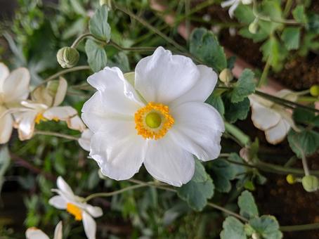 シュウメイギク・秋明菊 シュウメイギク・秋明菊の写真