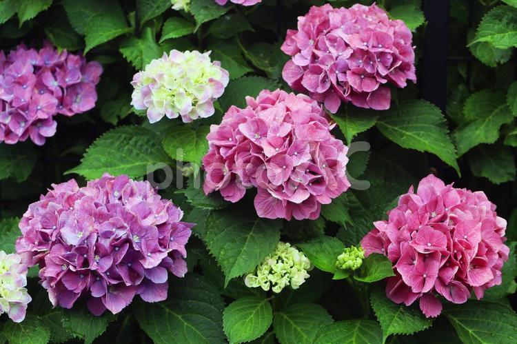 雨上りのアジサイのかわいい花 紫陽花,花,アジサイの写真素材