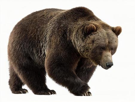 威厳あるヒグマの全身像の写真