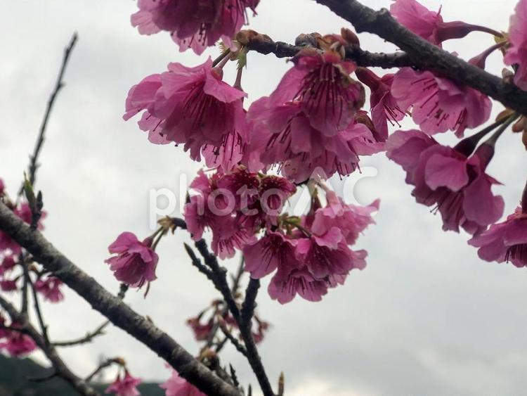 寒緋桜 ピンク,フラワー,カンヒザクラの写真素材
