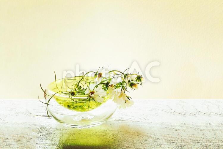 黄色いガラスの花器に白いコスモス コスモス,秋桜,秋の写真素材