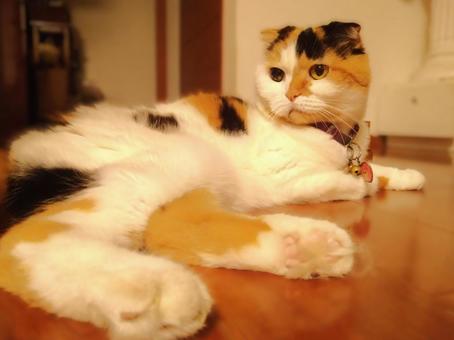 寝そべるねこ 寝そべるねこの写真
