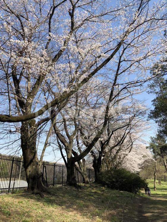 桜満開 木,風景,桜の写真素材