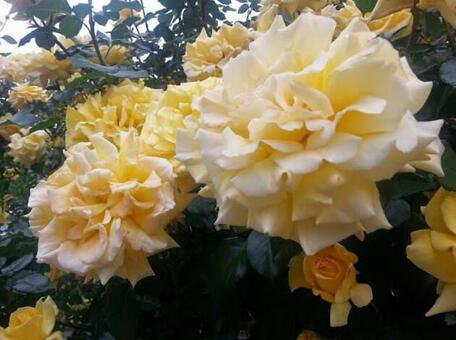薔薇 薔薇の写真