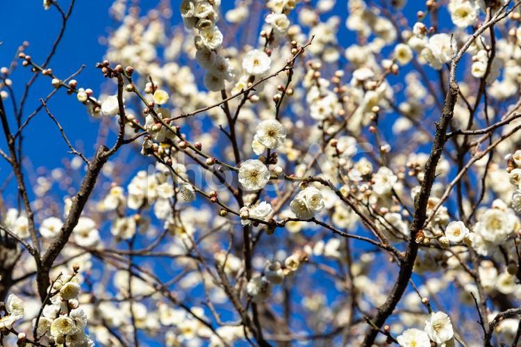 2025梅咲く10 梅,花,蕾の写真素材