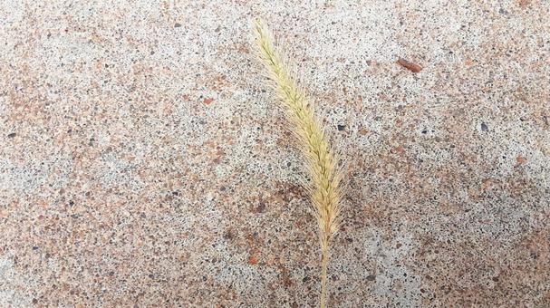 枯れたエノコログサ・2 枯れたエノコログサ・2 エノコログサ,雑草,草の写真素材