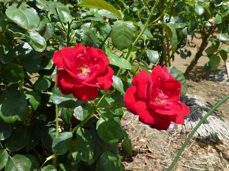 郊外のバラ園に咲く二つの赤いバラ 郊外のバラ園に咲く二つの赤いバラ バラ,花,植物の写真素材
