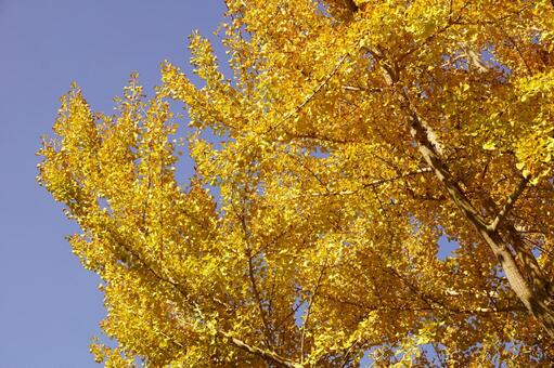 黄葉したイチョウ イチョウ,木,ギンナンの写真素材